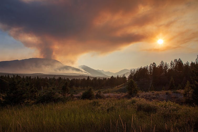 A forest clearing with wildfire smoke in the distance.