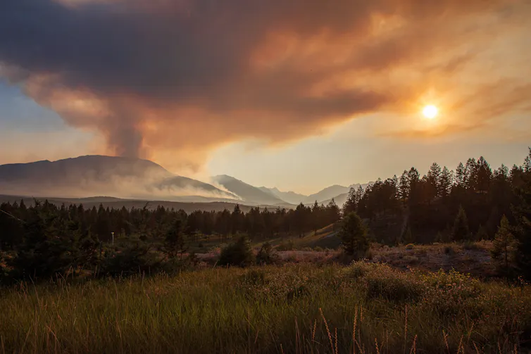 A forest clearing with wildfire smoke in the distance.