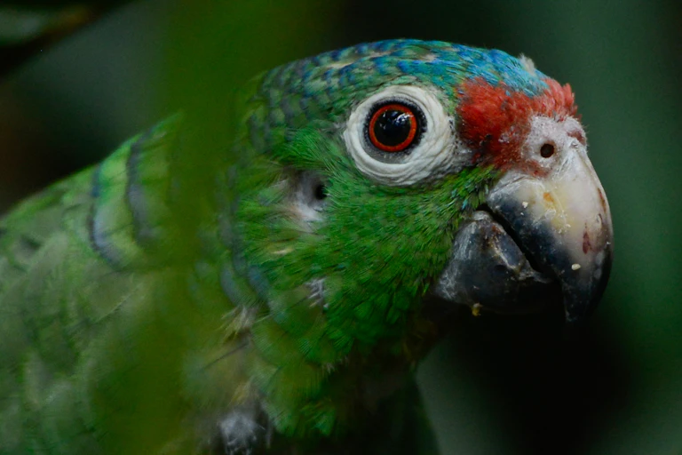 A green parrot with blue and red patches.