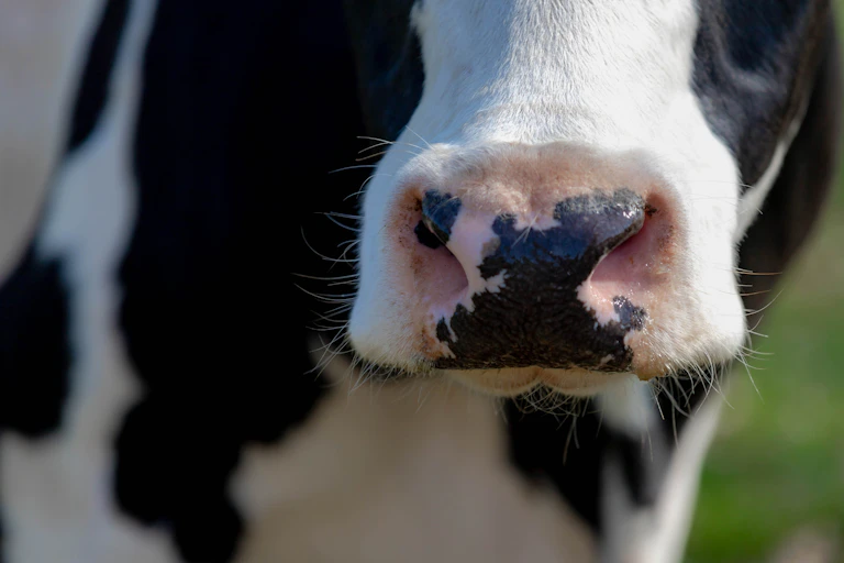 A close up of a cow's nose