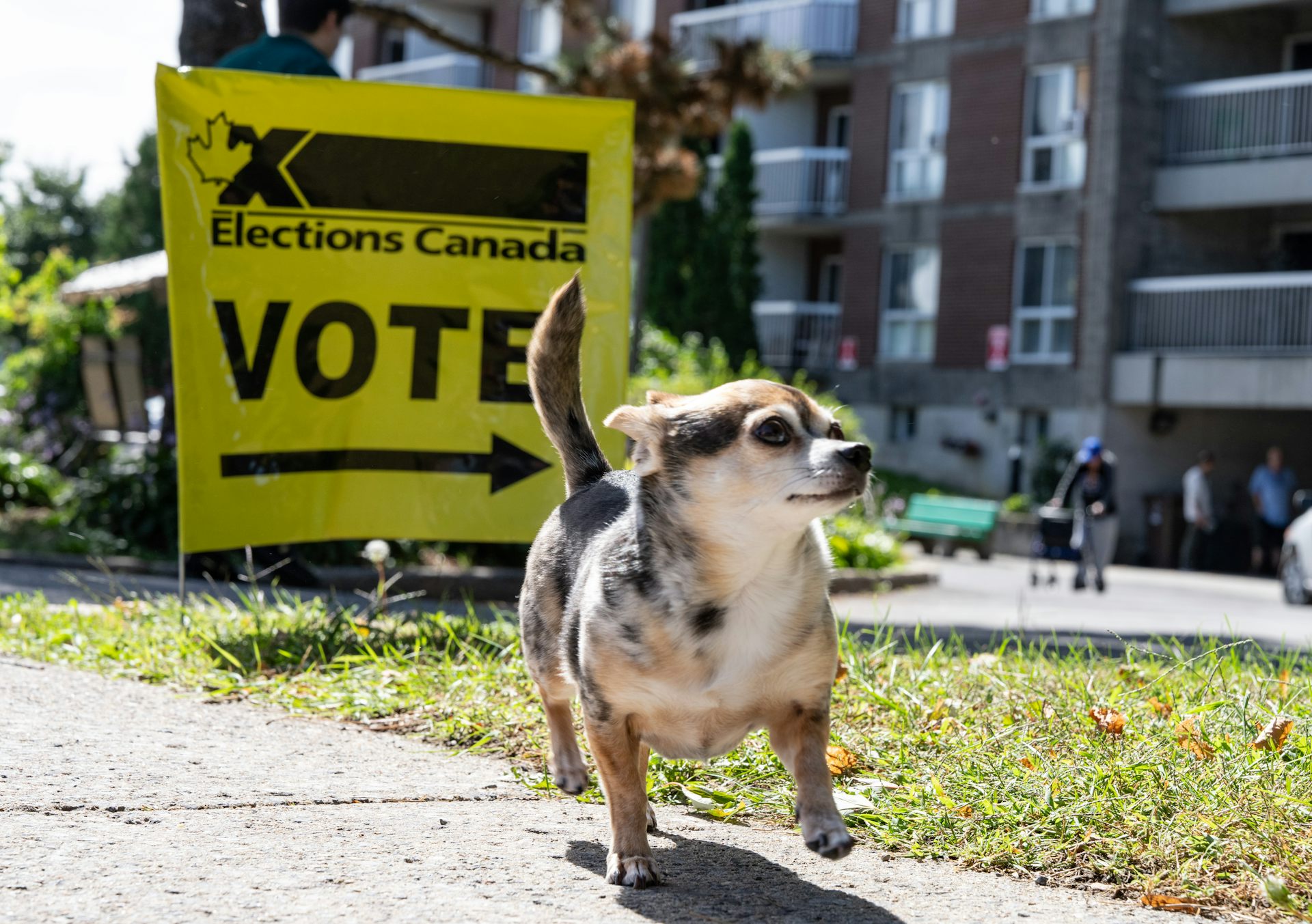 A small dog trots past a yellow sign that says Elections Canada and Vote above a black arrow.
