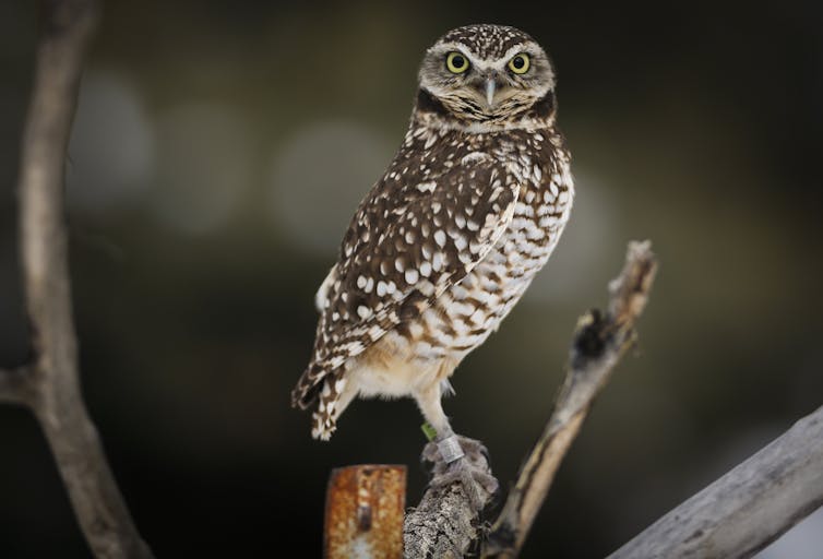 An owl stands on a tree branch.
