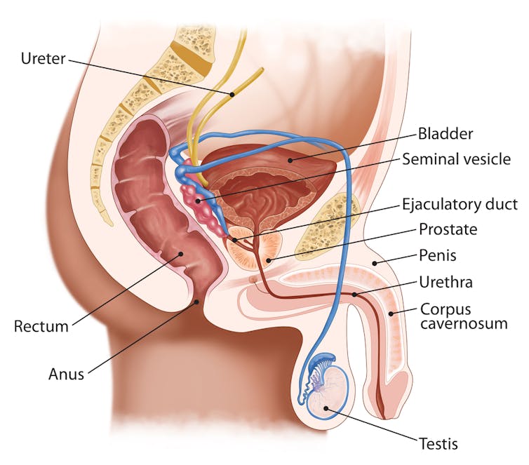 The male reproductive system