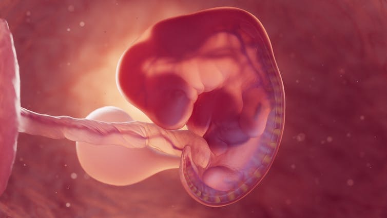 Human embryo at early stages of development