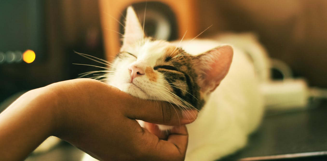 Are cats good for our health? Are cats good for our health?