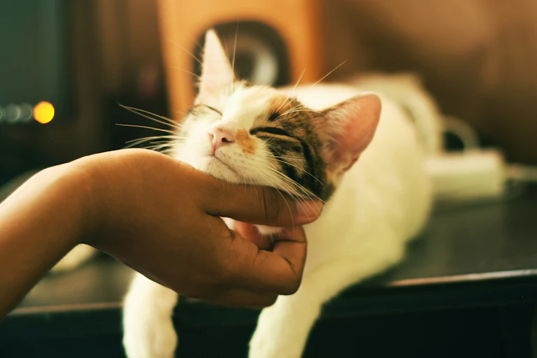 A hand scratches the chin of a calico cat looking blissful.