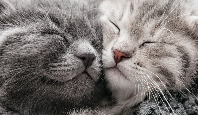 Dois gatos cinza dormem com os rostos pressionados um contra o outro.