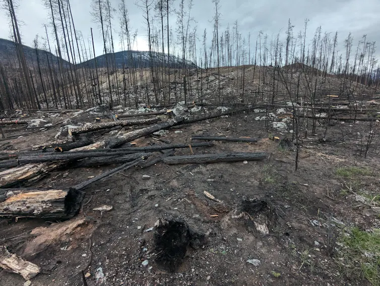 burned trees on a sparse ground