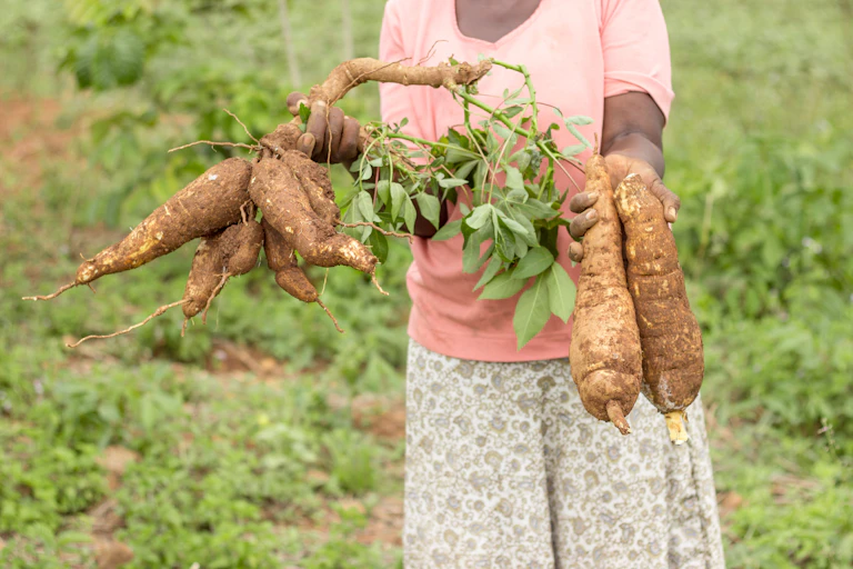 A woman holding cassava tubers