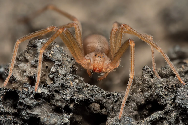 Close up photo of a brown spider