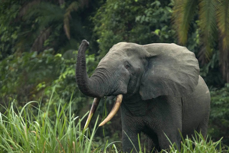 An elephant with raised trunk against a forest backdrop