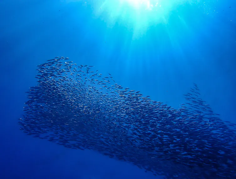 shoal of fish, blue sea