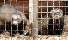 Two ferrets stare out of the bars of a very tiny cage