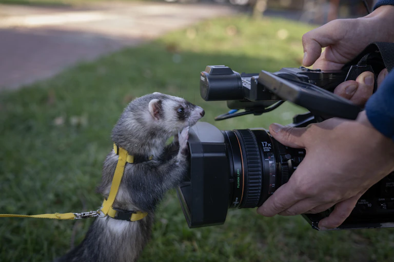 A ferret in a body harness stands up and holds onto its owner's video camera with its front paws
