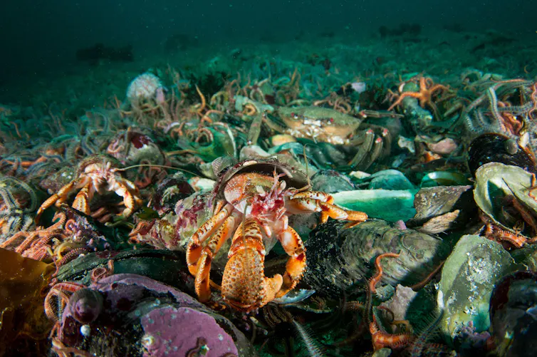 cran on seabed with mussel shells