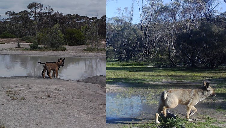 Two photos of dingoes with with tail deformities, a young pup and an adult