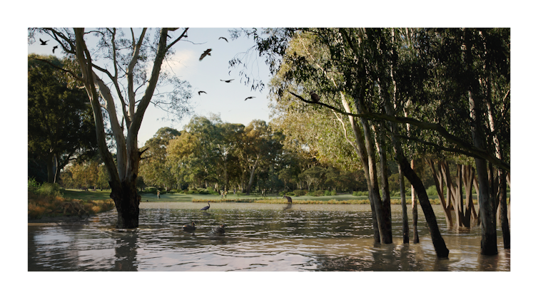 Video still shows waterway with birdlife