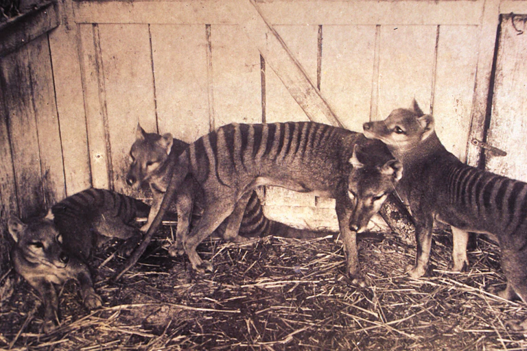 A photo of young thylacines in a coop.