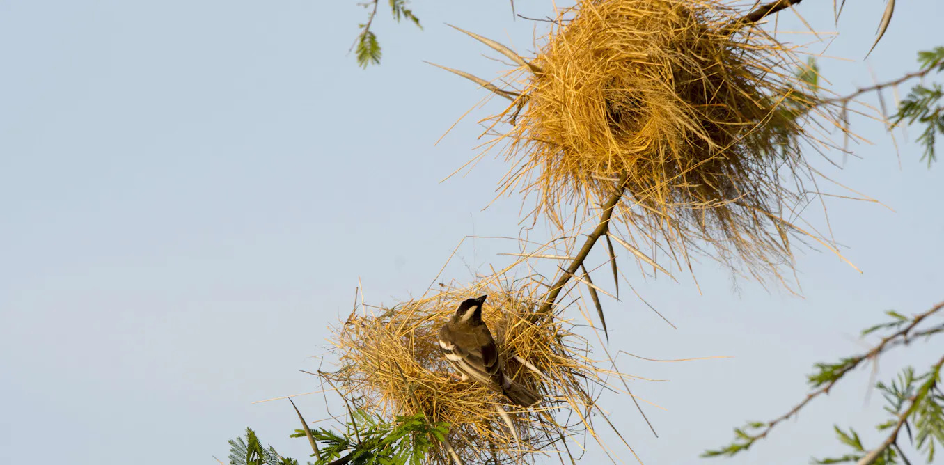 weaver birds in Africa have unique building styles weaver birds in Africa have unique building styles