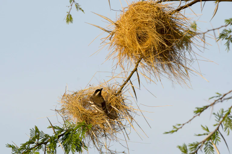 A brown bird with a white undercarriage and white stripe on its face sitting in a shallow nest of twigs looks up at a much larger structure also made of sticks