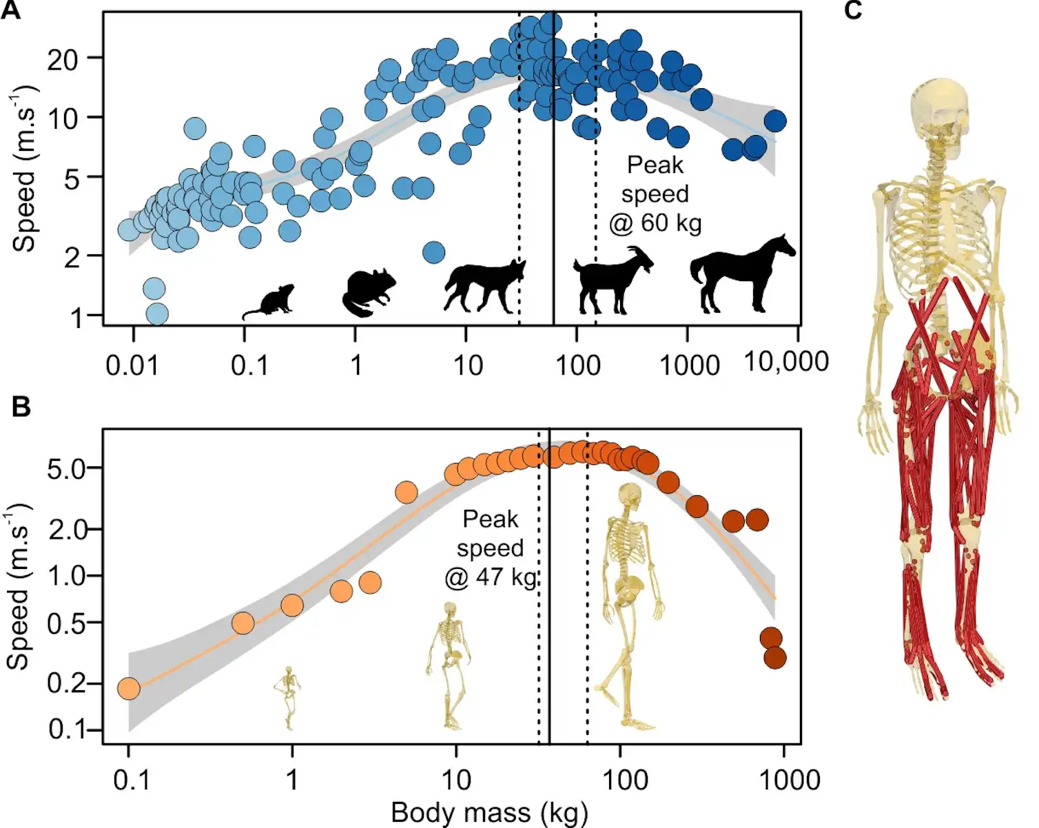 Not too big, not too small: why modern humans are the ideal size for ...