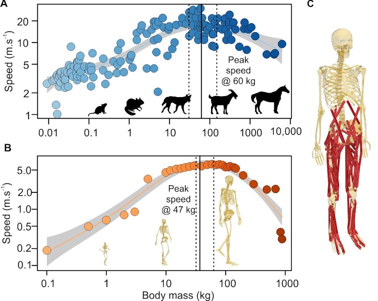 A graph of running speed with mass in animals.