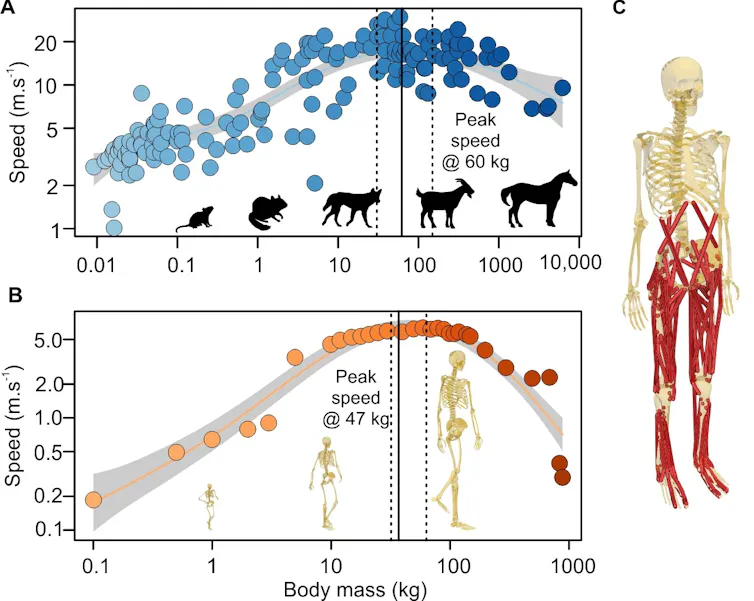 A graph of running speed with mass in animals.