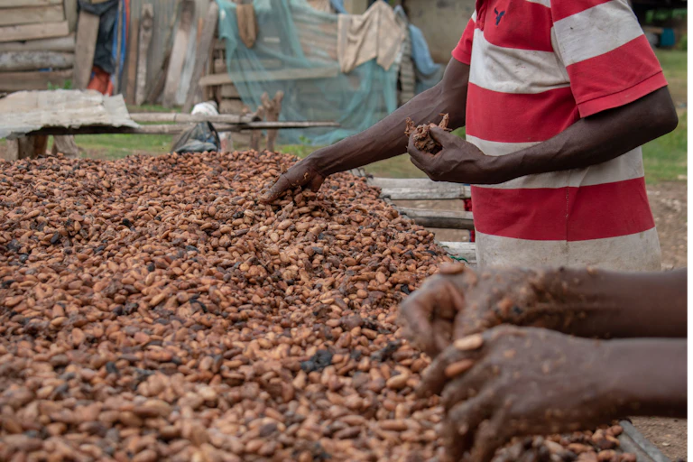 Two Ghanaian farmers drying cocoa beans.