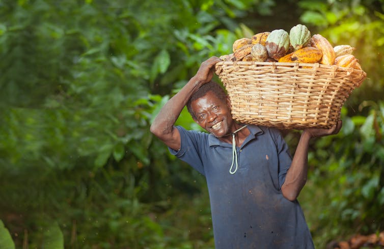 A man carrying a basket of harvested cocoa pods.
