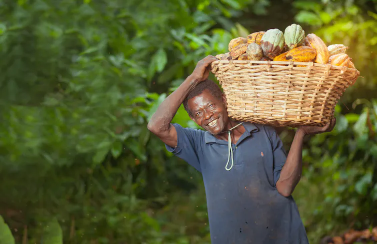 A man carrying a basket of harvested cocoa pods.