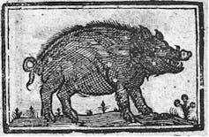 Drawing of a pig