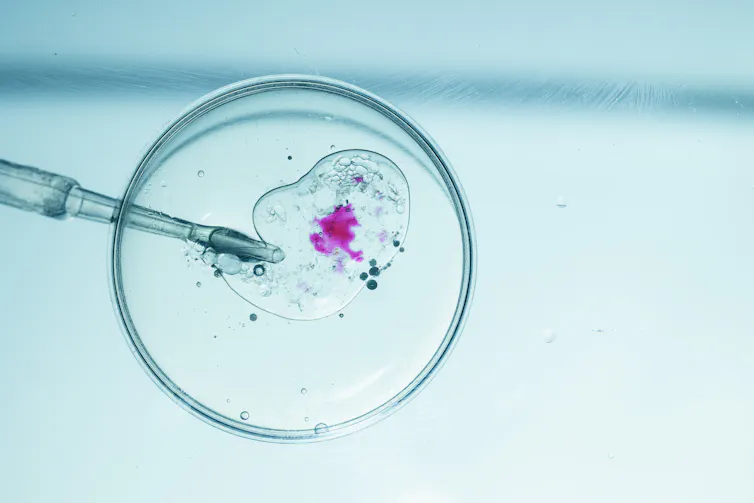a needle inserted into a petri dish with a magenta cluster of cells