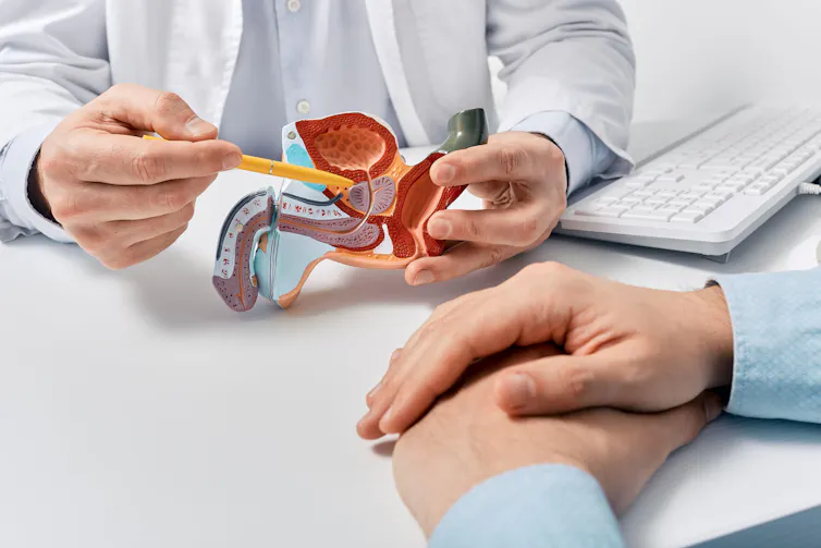 A doctor pointing to the prostate gland on an anatomical model.