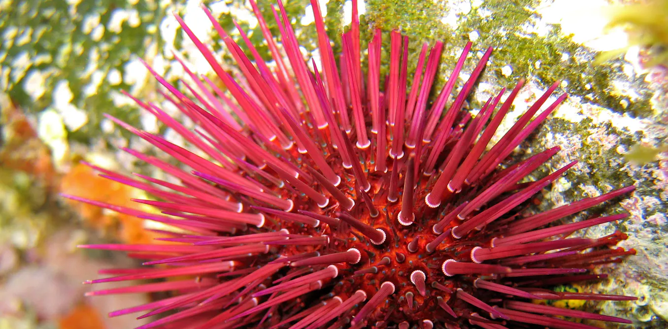 Les oursins comme bioindicateurs de la pollution marine