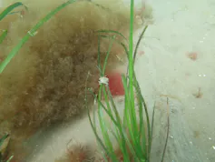 crab on green fronds of seagrass, sandy seabed