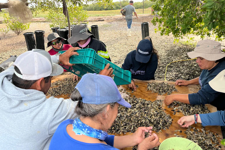 People sit in a circle, sorting oysters.