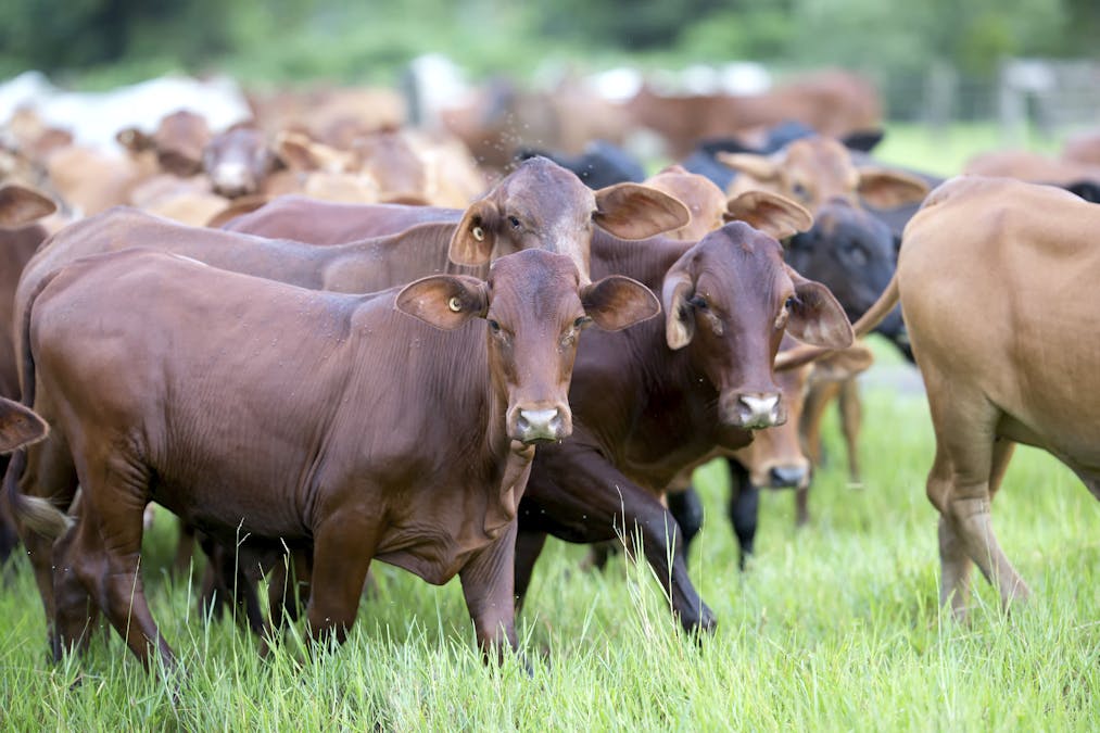 is changing the northern cattle farming