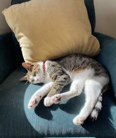 A tabby cat is sleeping on a green chair in the sun.