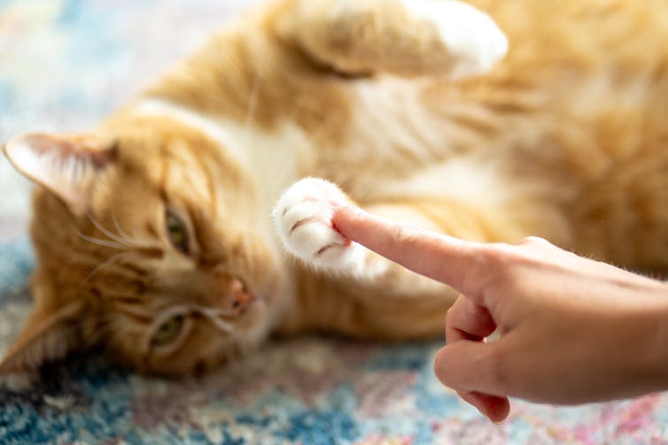 A finger touches the paw of a playful long-haired orange cat.