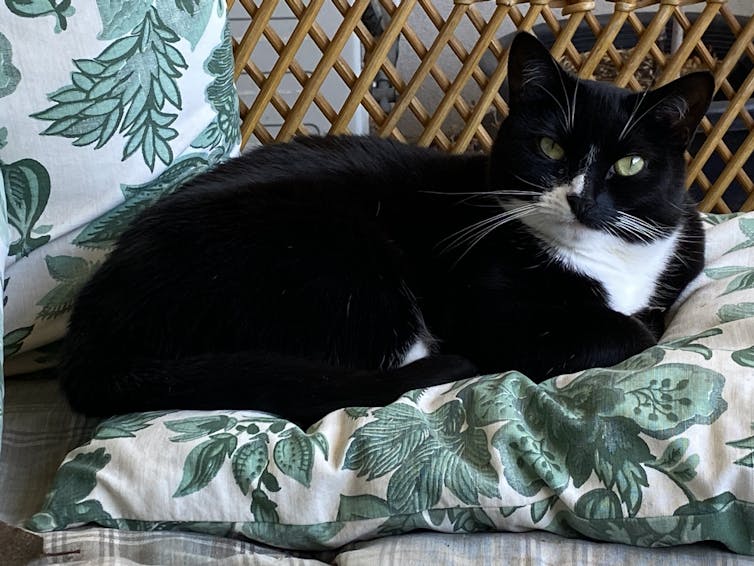 A black and white cat is sitting on a green sofa.