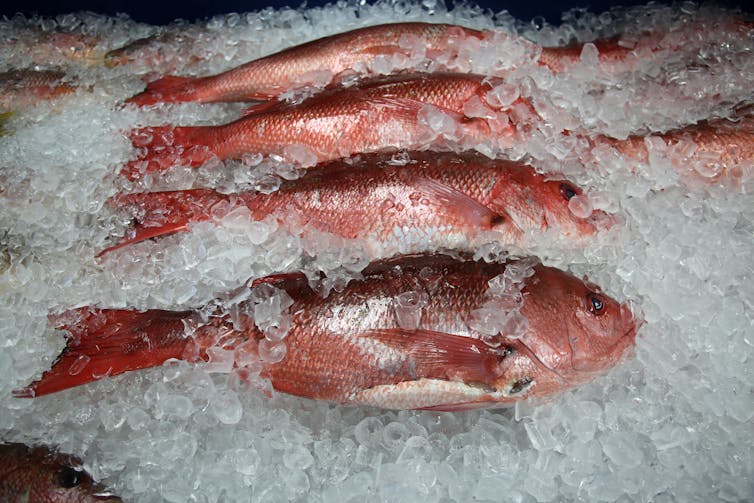 Fresh caught red snapper fish on ice