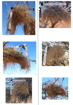 Six images of birds' nests, each shaped differently