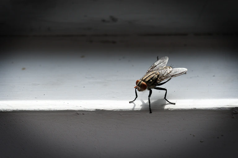 Fly on wall
