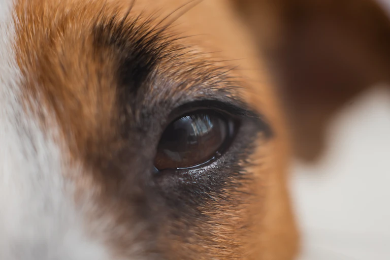 Close up do olho do cão