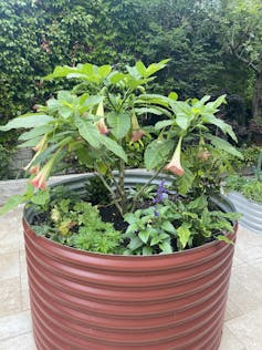 Des plantes en pot.
