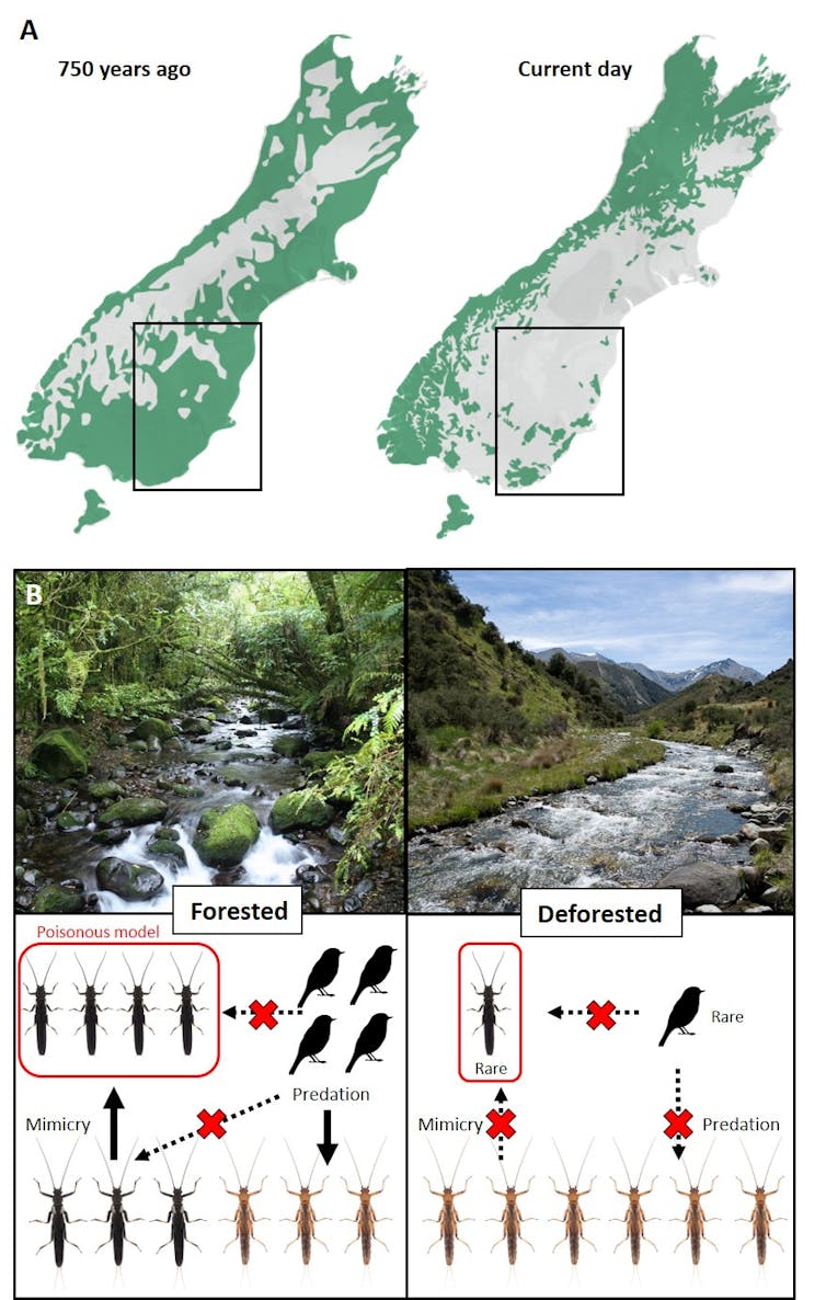 This graph shows the level of deforestation in New Zealand, the changes in populations of poisonous and non-toxic stoneflies, and the change in colouration in the non-toxic species.