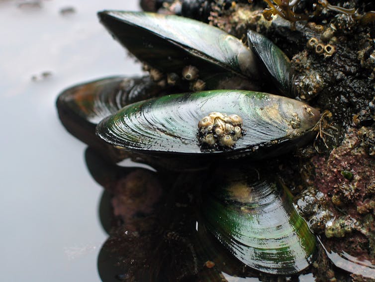 Green lipped mussels on a rock against a wet sand background.