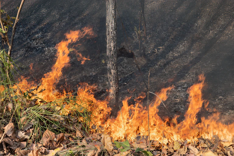 small grass fire