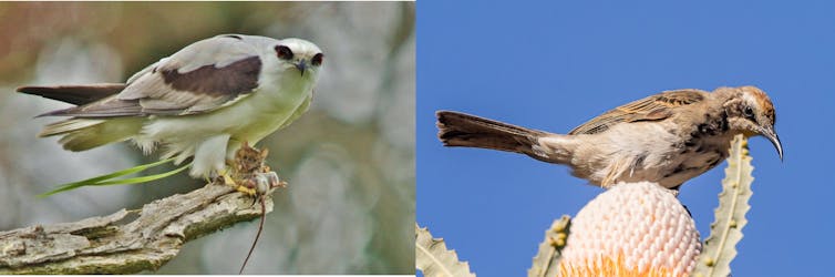 Reporting rates for the black-shouldered kite and tawny-crowned honeyeater both increased dramatically in Perth during the 2023/2024 drought.
