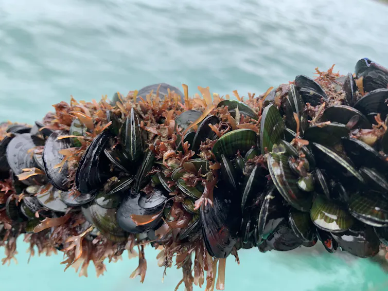 Green-lipped mussels on a rope, with the ocean in the background.